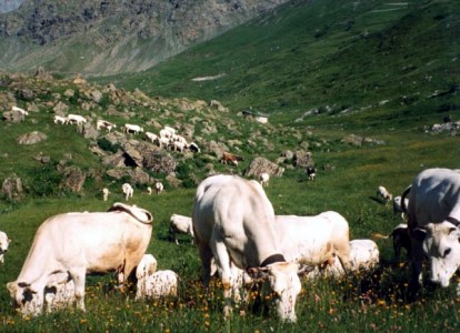 Three Bovinae Breeds