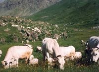 Image 1-4