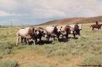 Image 1-6